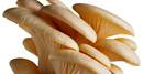 Hongos Pleurotus