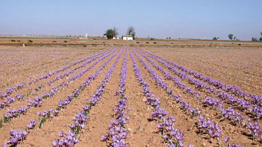Azafran