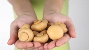 Emprender con hongos comestibles: el desafío de desarrollar su potencial innovador