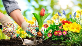 Manejo y Mantenimiento Sostenible de Jardines