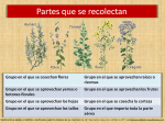 Recolección de Aromáticas