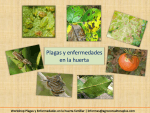 Plagas y Enfermedades