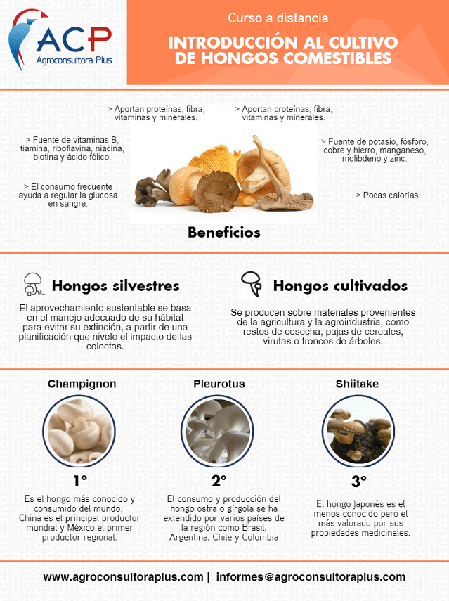 Infografía sobre Hongos Comestibles