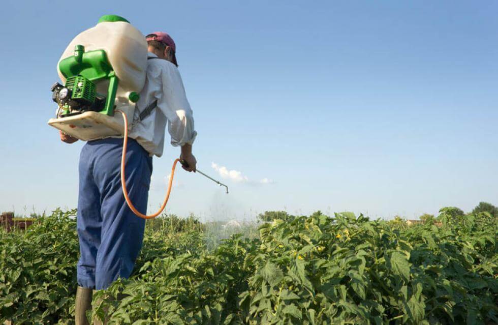 La mayor limitante para realizar un manejo adecuado del problema pasa por el desconocimiento de los agricultores y funcionarios públicos sobre las pérdidas que causan las malezas y los métodos más eficaces para controlarlas.