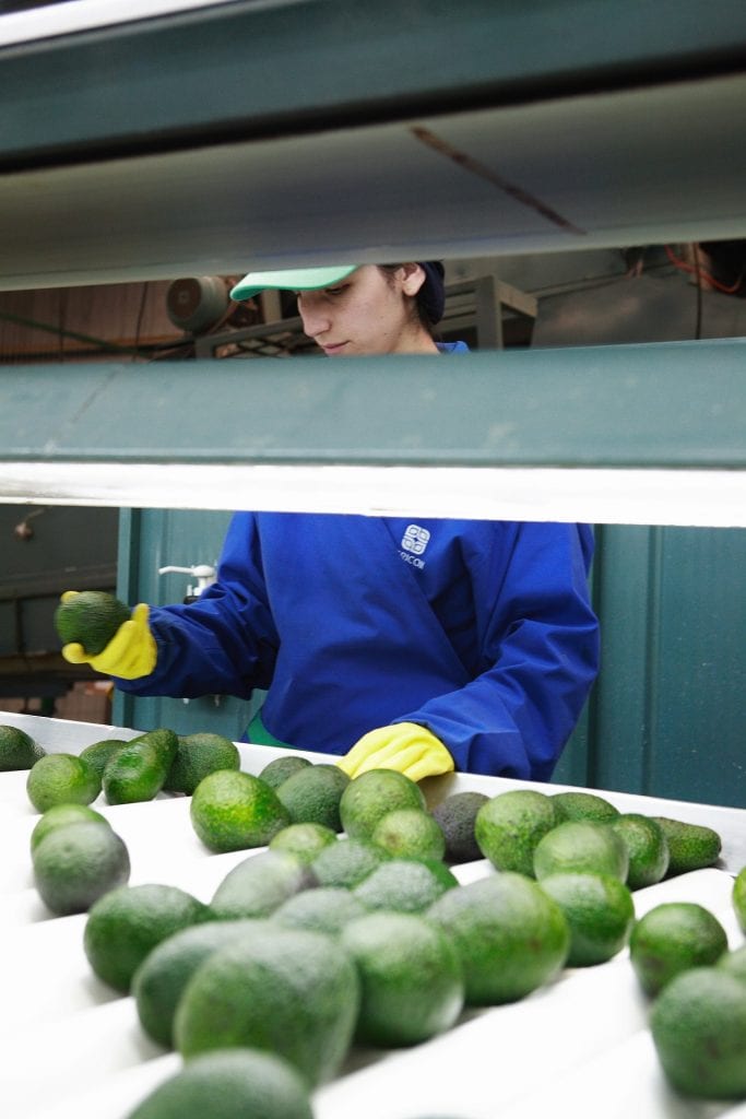 Cosecha y Poscosecha de Frutas y Hortalizas en Argentina: Peras