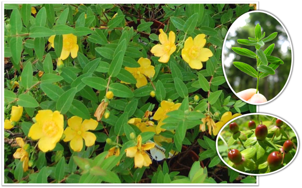 Oleomacerado de Hipérico, un alivio natural para el dolor del ciático