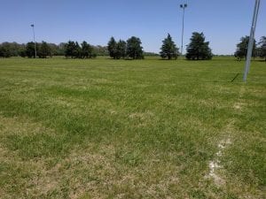 Césped en predios deportivos. La importancia de la resiembra