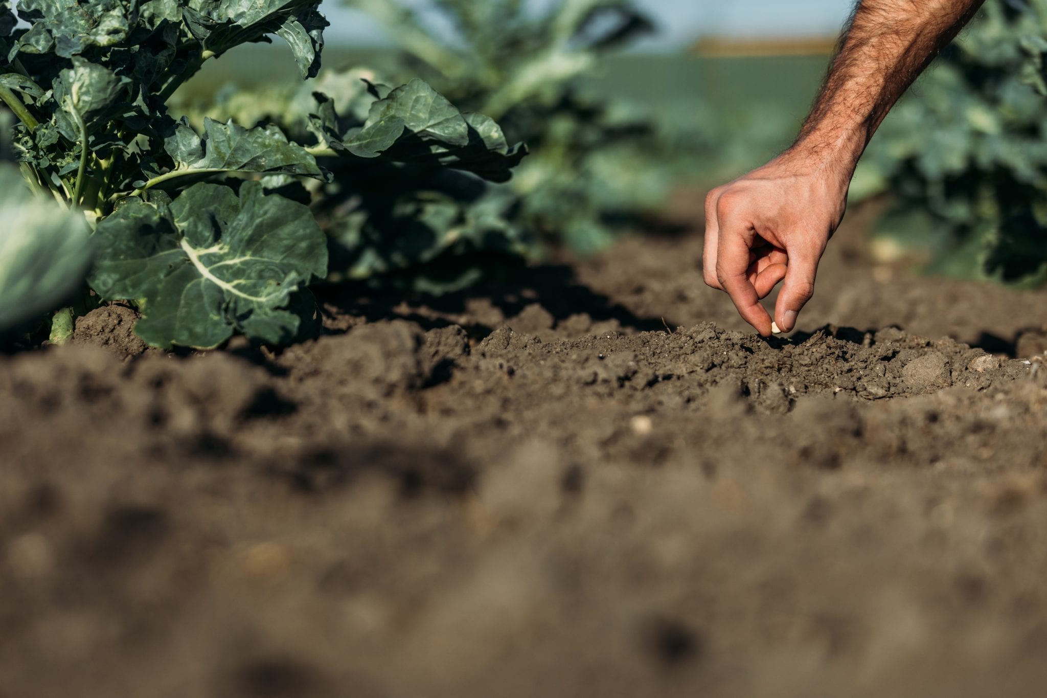 Curso de Agricultura Sustentable