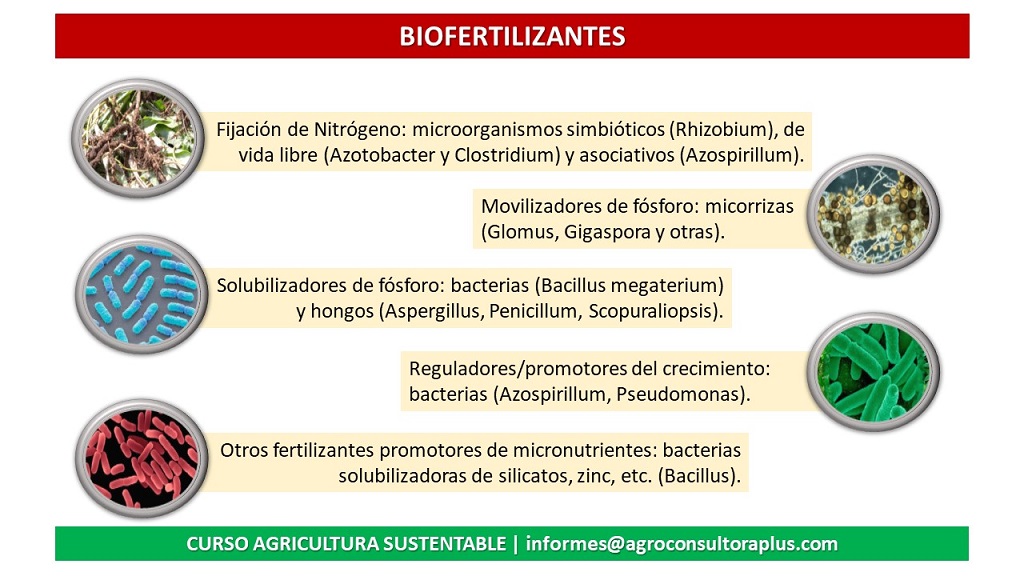 Aquellos que poseen capacidad fijadora de N o son promotores del crecimiento vegetal, se formulan como biofertilizantes para ser utilizados en la recuperación de suelos degradados permitiendo contribuir al incremento de la productividad de los cultivos y a mejorar las condiciones biológicas del suelo.