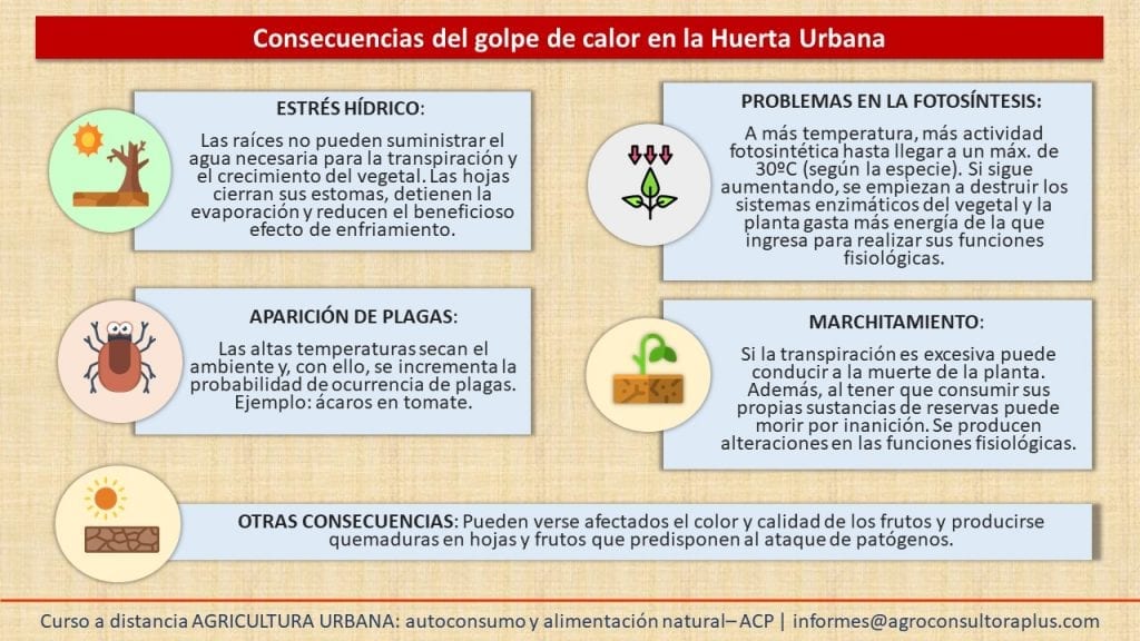 Si bien, las plantas tienen una gran capacidad de adaptación a cambios externos, a 40ºC o más la actividad vegetal disminuye e incluso se empiezan a destruir tejidos enzimáticos. Las variaciones drásticas de temperatura pueden afectar a la morfología, la anatomía, la bioquímica y la fenología del vegetal.