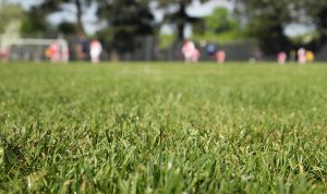 Curso a Distancia - Cuidado y Manejo de Césped en Predios Deportivos