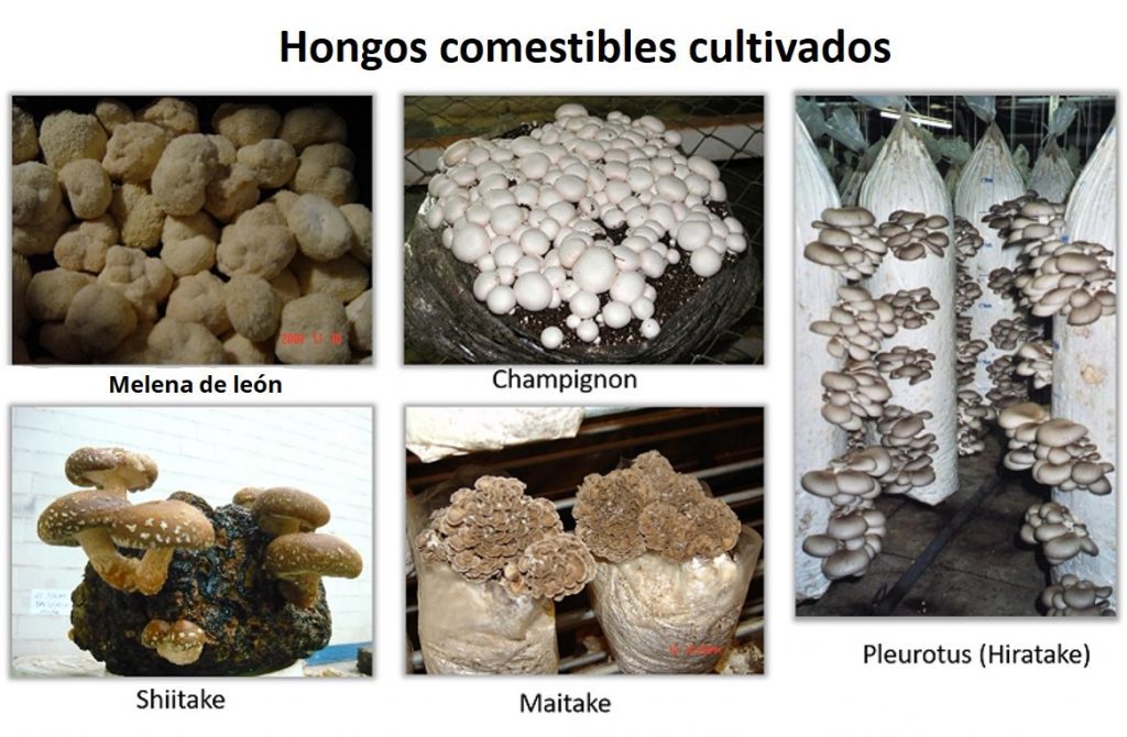 Las setas cultivadas que más se demandan son el champignon de paris, el hongo ostra o gírgolas y el hongo japonés o shiitake.